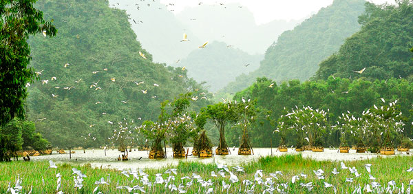 Vườn chim Thung Nham
