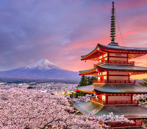 5 mùa hoa nhật định không thể bỏ lỡ khi đi du lịch Nhật Bản