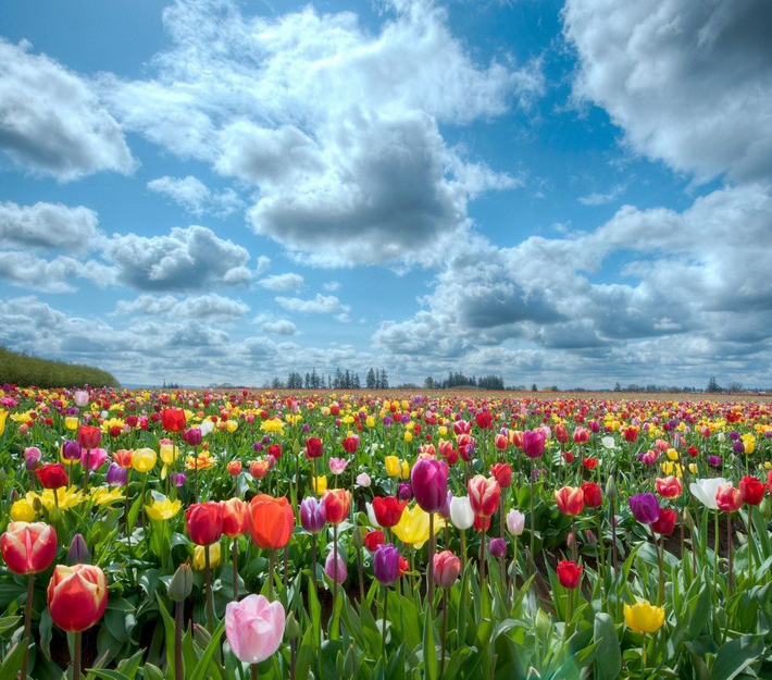 Đẹp mê hồn những cánh đồng hoa tulip Hà Lan