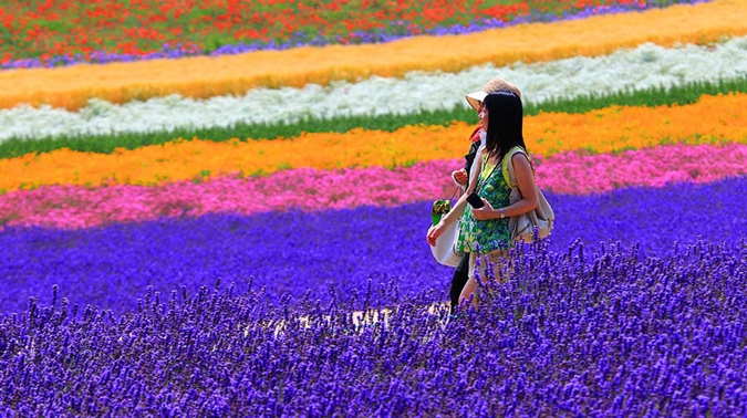 5. Tím Ngát Cánh Đồng Lavender dưới chân núi Phú Sĩ