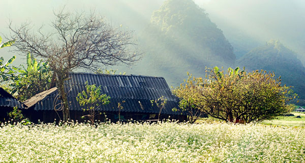 Đi Mai Châu vào mùa hoa cải trắng nở đẹp nhất
