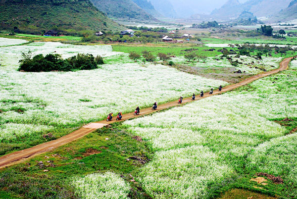 Từ Mộc Châu đi Thung Nai bạn sẽ được nìn thấy những cánh đồng hoa cải