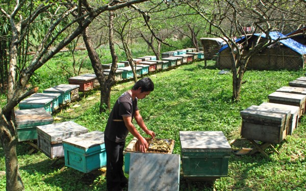 Trại nuôi ong mật