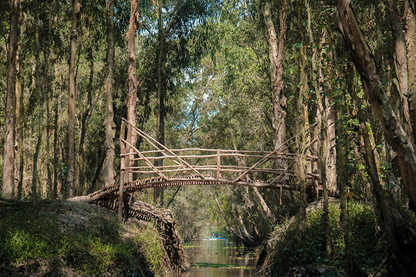 Cây cầu nối đôi bờ trong cánh rừng ngập mận