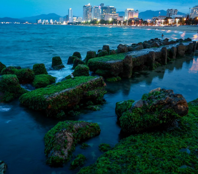 Mùa rêu xanh giữa lòng phố biển Nha Trang