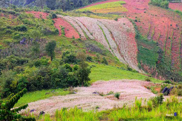 Hoa Tam Giác Mạch nở rộ