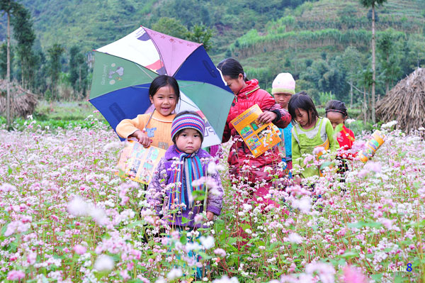 Hoa nở rất đẹp làm say đấm lòng người