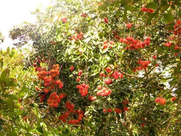 Chôm Chôm Tiền Giang