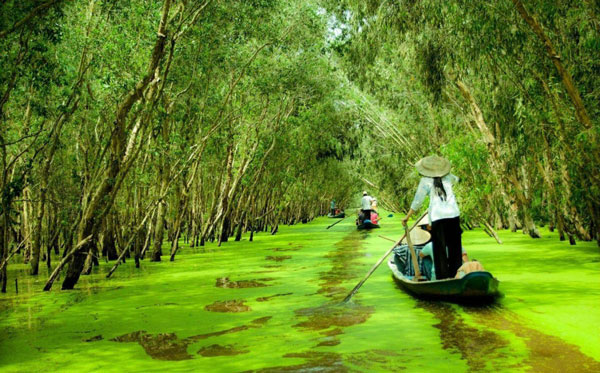 Khu rừng Tràm Trà Sư hoang sơ