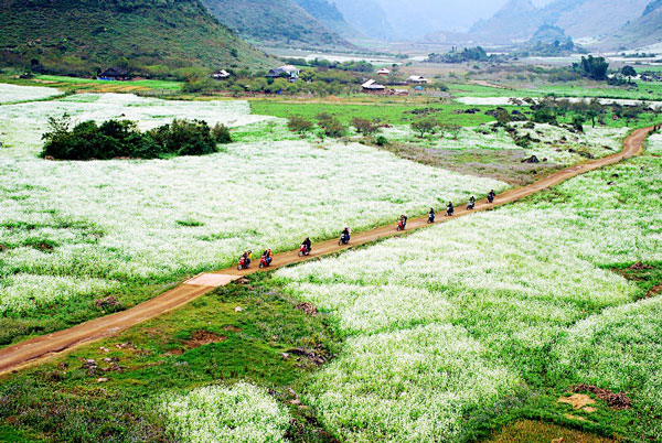 Ngắm Hoa Cải trắng vào mùa ở Mộc Châu