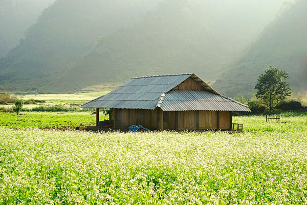 Vào mùa thì Mộc Châu như khoác lên chiếc áo trắng tinh