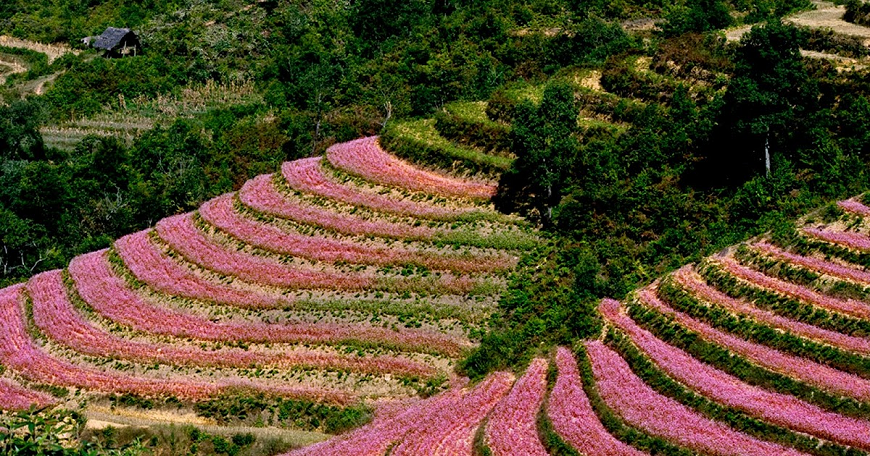 1. THÁNG 10 DU LỊCH HÀ GIANG NGẮM HOA TAM GIÁC MẠCH