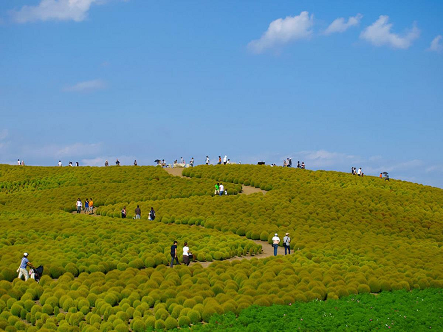 HITACHI SEASIDE PARK, NHẬT BẢN