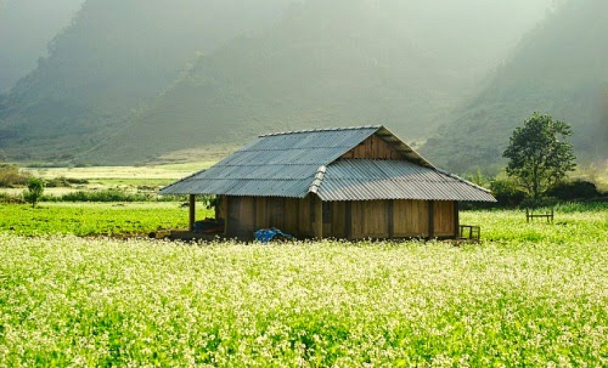 MỘC CHÂU MÙA NÀY, HOA CẢI TRẮNG NỞ RỘ